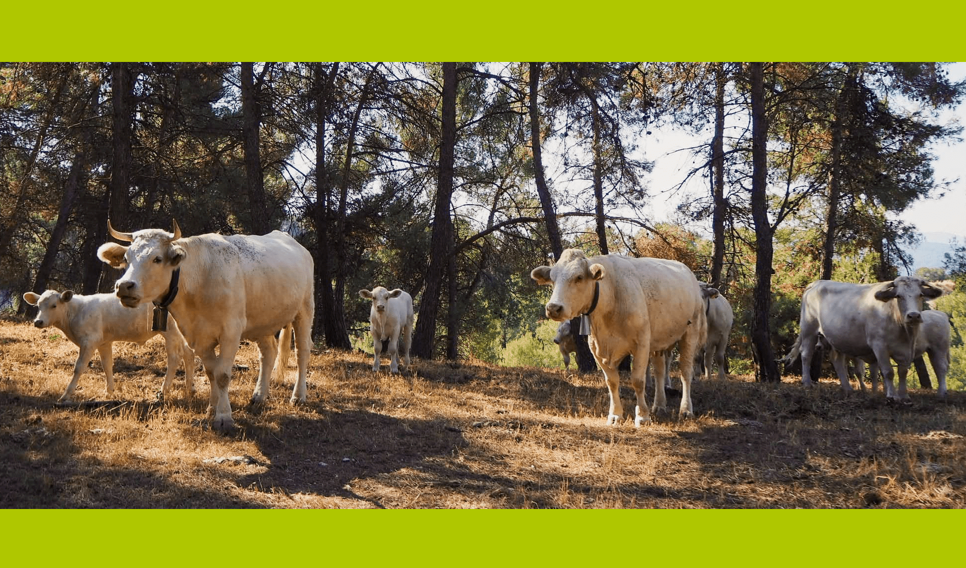 Portada vaques Biobastona