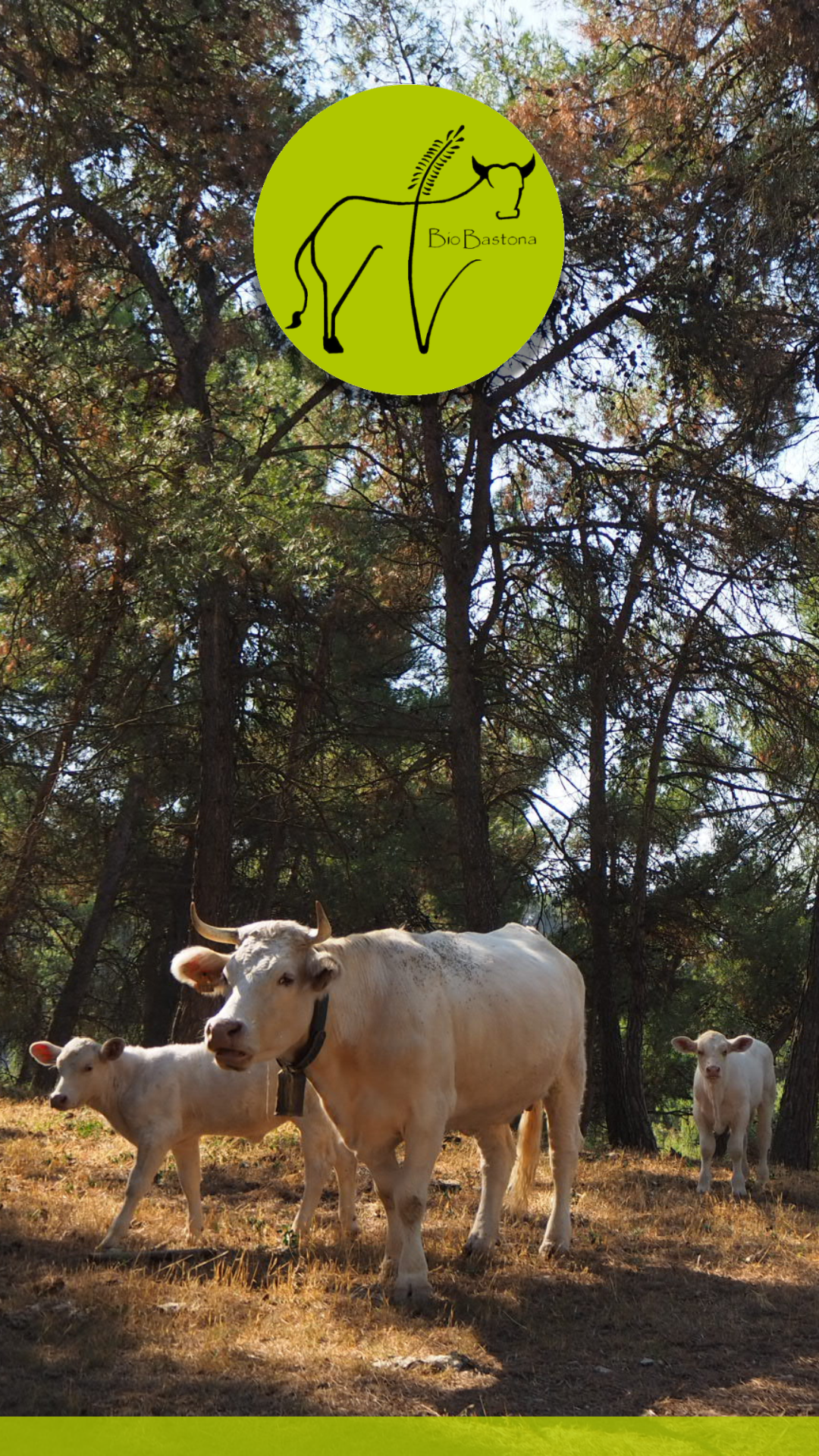 Portada mòbil Biobastona