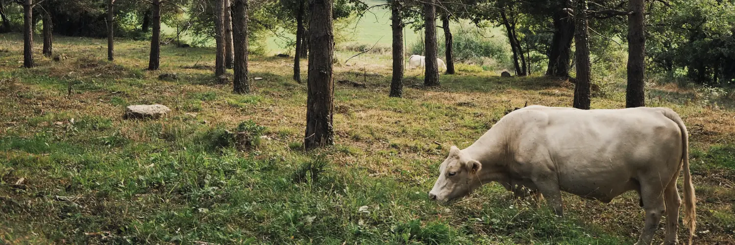 caixa10kg de vedella ecologica de Biobastona